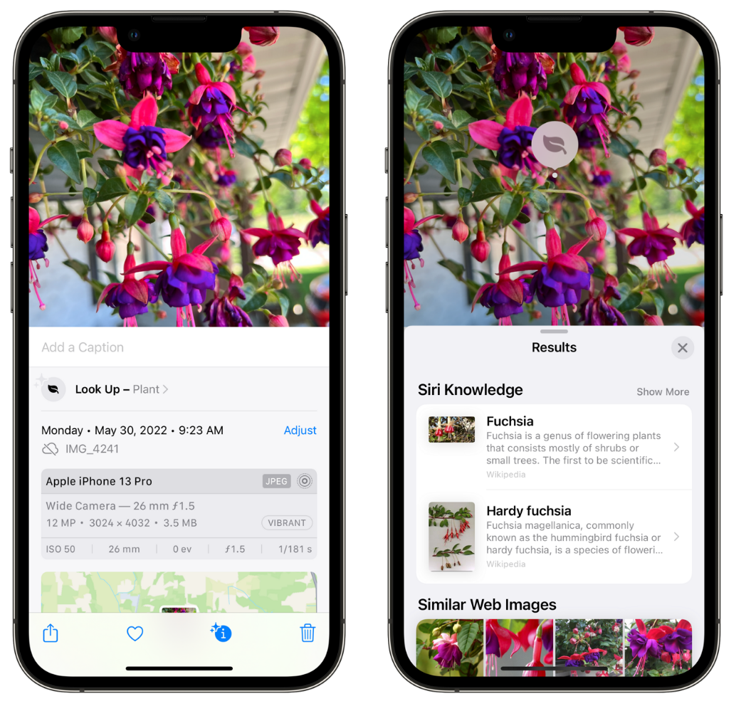 建水苹果手机维修分享小技巧：使用 iPhone 相机识别花卉植物 